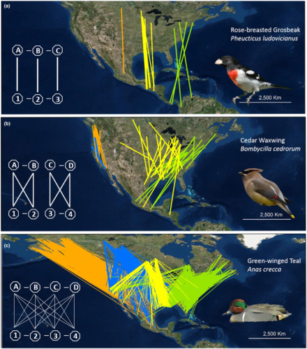 Figure 1 from Cohen et al. (2017). Three patterns of migratory connectivity shown using banding and re-encounter data for three North American species.