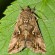 Palaearctic noctuid moth
