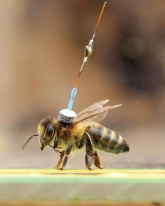 Honey bee with harmonic tag (from Chapman et al. 2011)