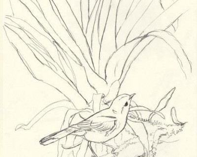 Sketch for International Migratory Bird Day 2013