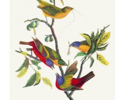 painted bunting (John James Audubon)
