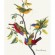 painted bunting (John James Audubon)
