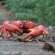 red crab (Gecarcoidea natalis)
