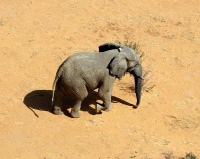 Gourma elephant with GPS collar