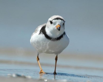 piping plover (from USFWS)