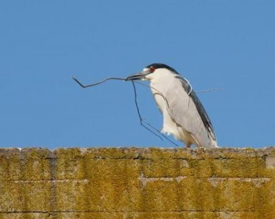 black-crowned night heron with nesting material