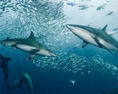 spinner shark migration