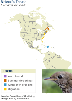 Bicknell's thrush range map (from Cornell Lab of Ornithology)
