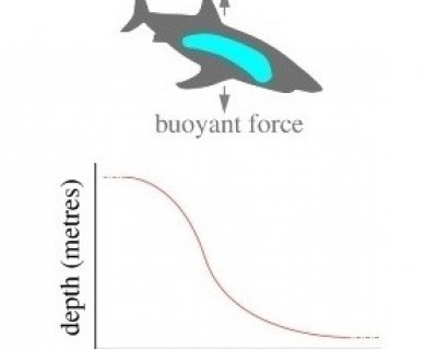 Figure 1 from Del Raye et al. (2013)