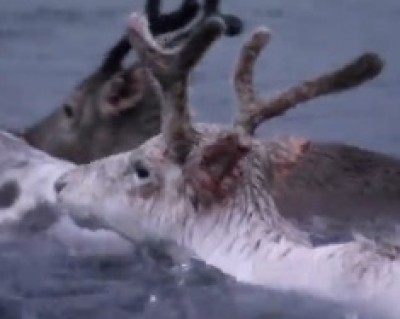 reindeer (BBC)