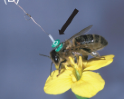honeybee with harmonic tag