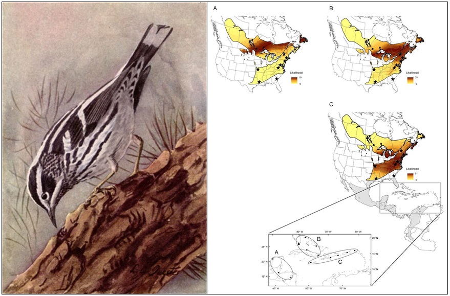 Black-and-white Warbler isotope connectivity map