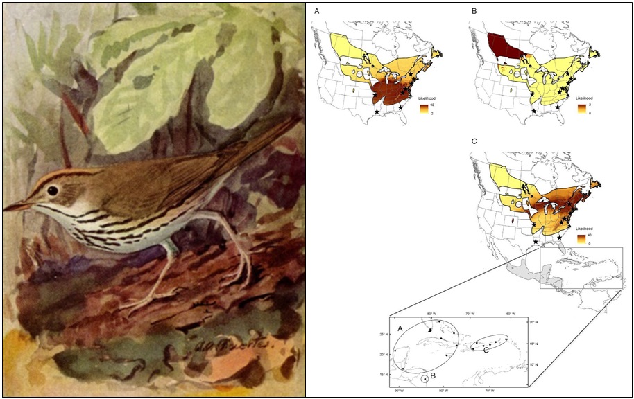 Ovenbird isotope connectivity map