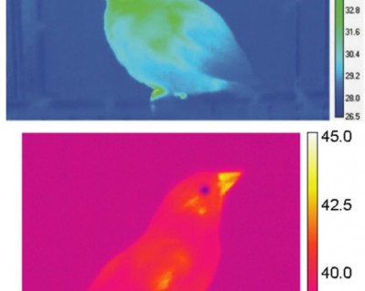 Thermal radiation of song sparrows