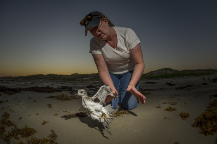 Natalie Riley of ConocoPhillips releasing a plover. © Tim Romano.