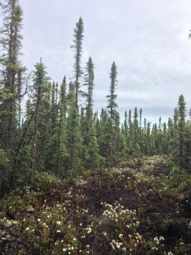 Alberta boreal forest near Fort McMurray (Photo: Amy Scarpignato)