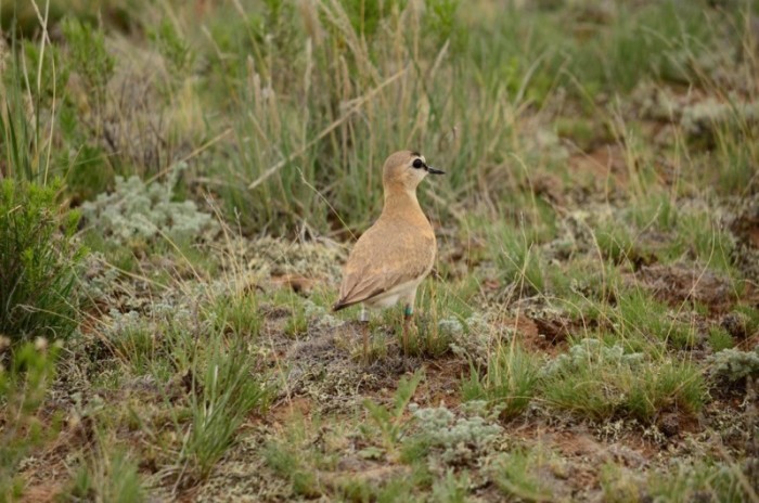 A 10-year-old mountain plover in South Park, CO