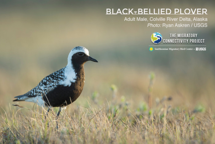 A Black-bellied Plover on his breeding grounds in Alaska