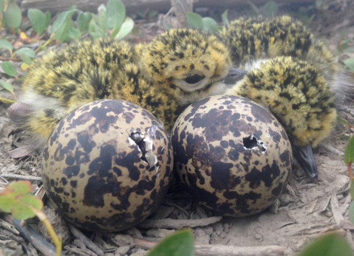 Chicks of the first bird we tagged: BBPL 01. Photo: Aaron Gottesman