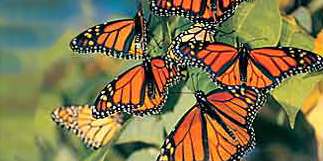 Monarchs_naturalbridges