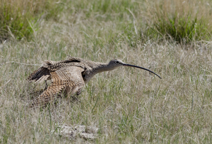 Female Long-billed Curlew displaying near her nest. Photo: Annie McLeod