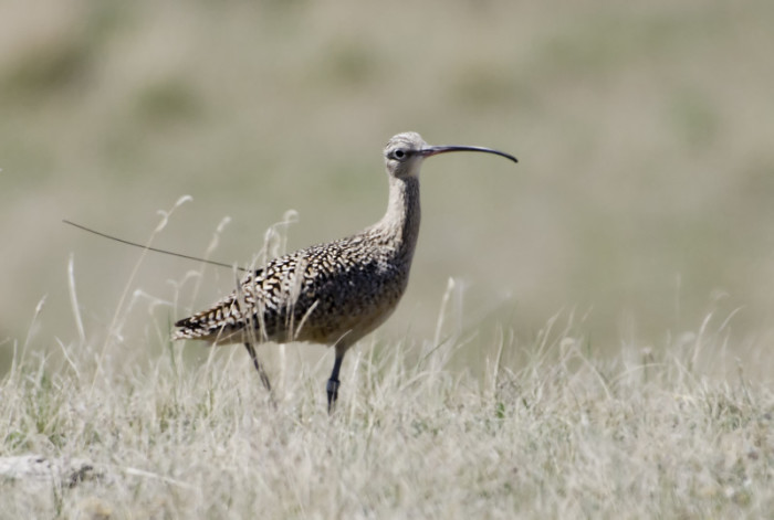 If this is George, then who is on the nest? Male Curlew tagged in Georgia, pictured in Saskatchewan. Photo: Annie McLeod