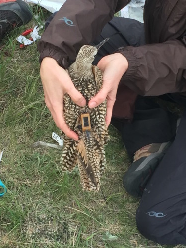 Tag fitted on male breeding curlew using a harness of ribbon around the legs.