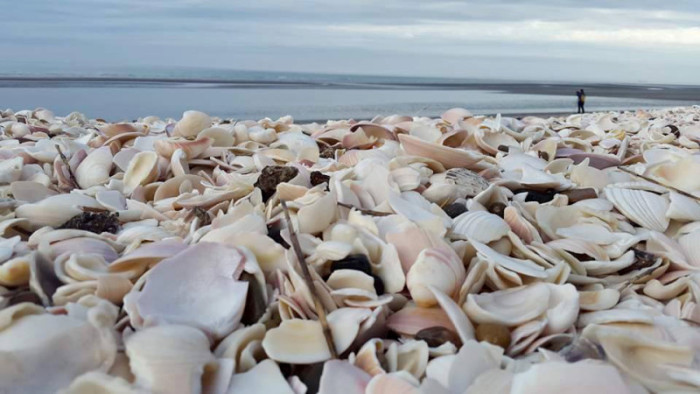 The beach of shells, Puerto San Antonio Este. Photo by Sofia Capasso