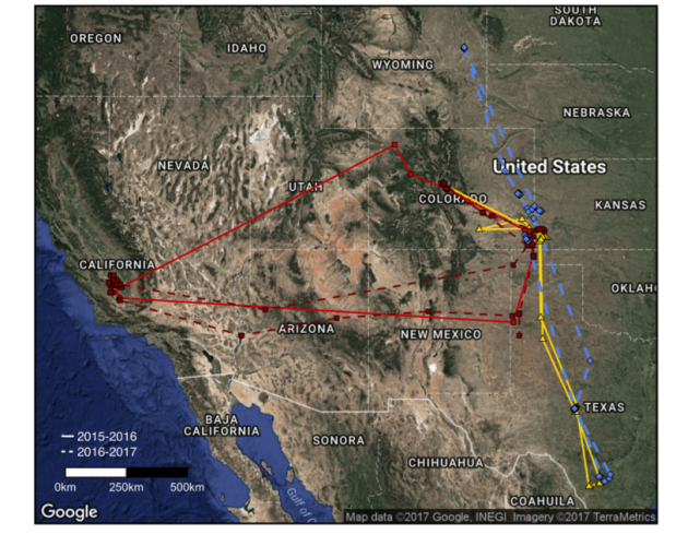 Mountain Plover migration routes. Solid lines depict 2015-2016 migrations and dashed line depict 2016-2017 migrations. Routes in red are from the same individual. 