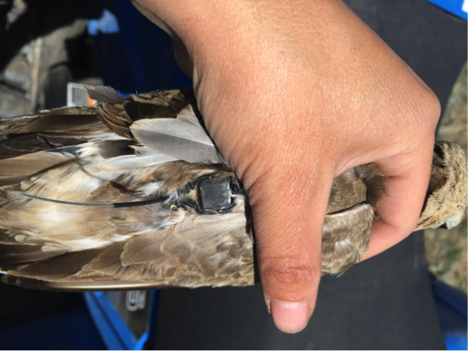 Recaptured Mountain Plover with GPS logger attached in 2015. (Photo: Alli Pierce)