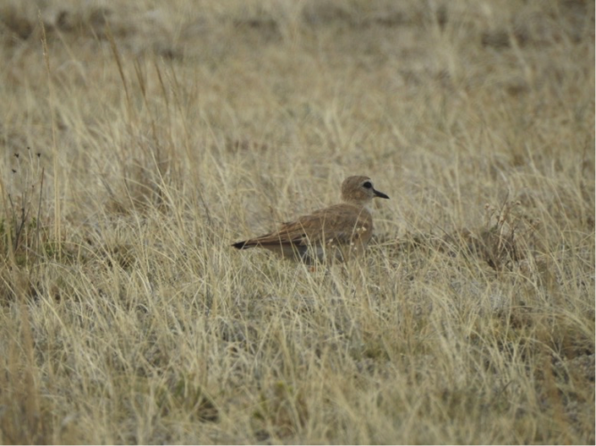 Mountain Plover with GPS tag antenna visible a year after it was attached. (Photo: Alli Pierce)