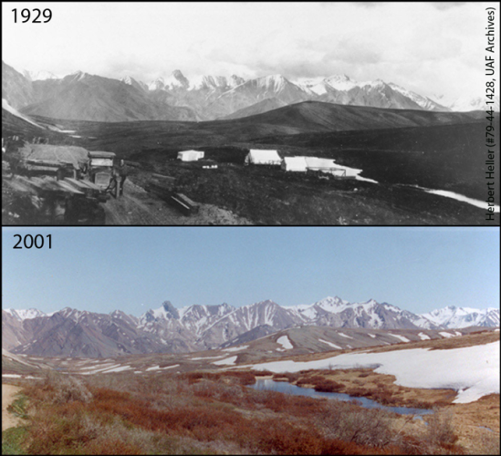 Changing shrublines from Denali’s Repeat Photography Project. In 1929 the Alaska Road Commission worked near the summit of Sable Pass building the Denali Park Road. Pictured here is one of their camps. By 2001 you can see that this alpine area is now supporting more woody vegetation, with 0.5-1 meter tall willows present throughout the area that the camp existed. Photo Credits: Herbert Heller (#79-44-1428, UAF Archives) (1929), Layne Adams (2001).