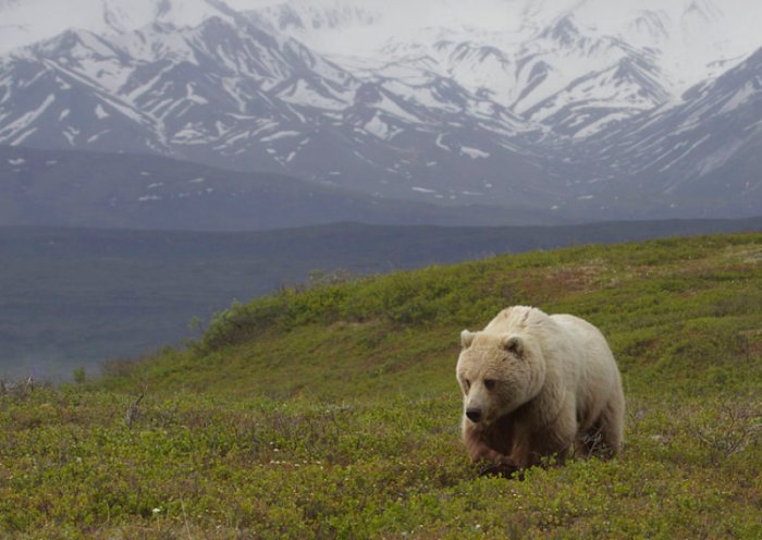 Toklat color-morph Grizzly (Ursus arctos) in Denali National Park, Gregory Smith, Wikimedia Commons