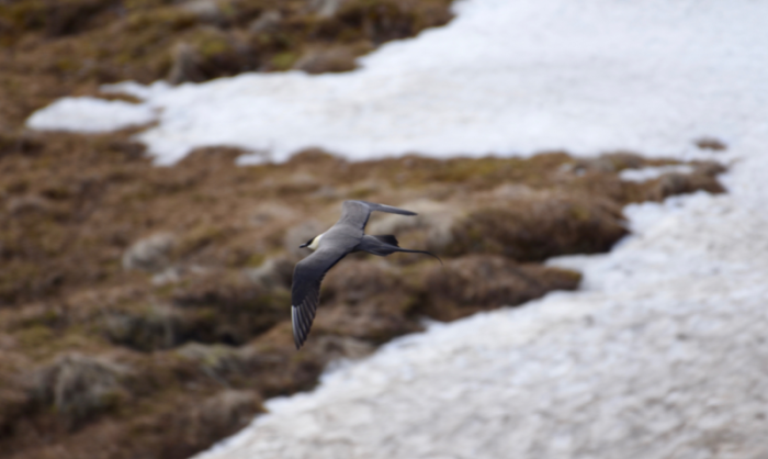 Long-tailed Jaeger flying over the tundra of Denali National Park