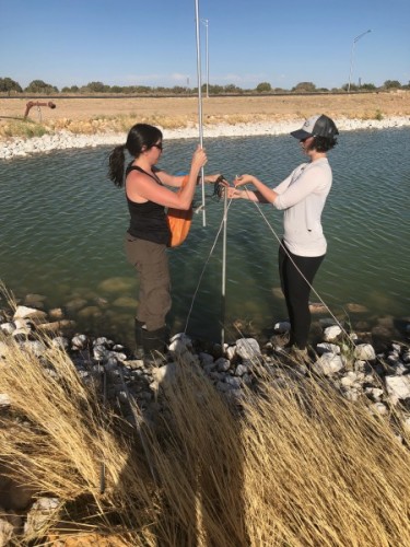 Elly and Amy setting up nets around the pond. Photo: Jackie Scarpignato