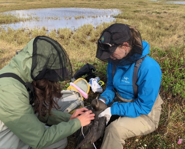 Autumn-Lynn and Amy attaching a satellite transmitter to a Parasitic Jaeger.