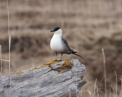 Long-tailed Jaeger.