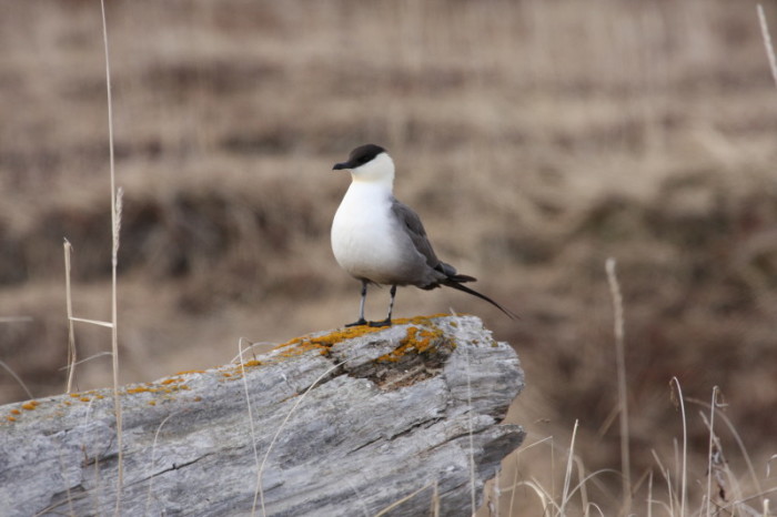 Long-tailed Jaeger.