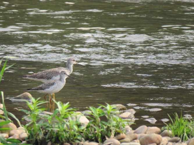 Greater and Lesser Yellowlegs in Colombia.