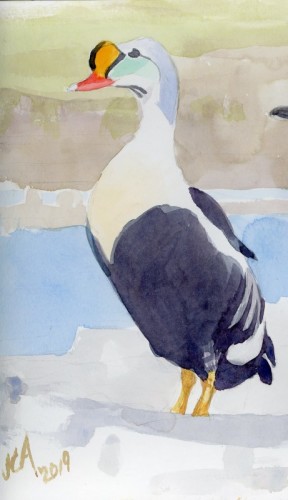 King Eider by John Anderton. Watercolor paintings like these will be featured for each species in the Atlas of Migratory Connectivity.